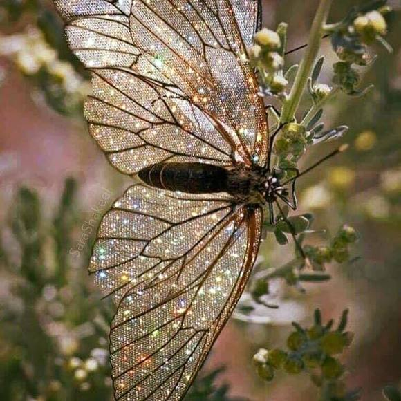 Meet your Posher, Beth - Picture 1 of 1